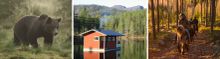 Bear watching; Årrenjarka; trekking on Icelandic horses