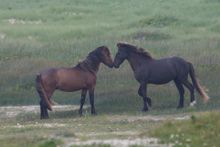 Sable Island pony