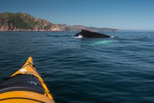 Kayaker and humpback