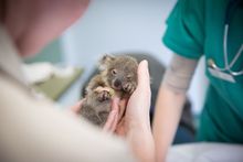 An orphaned koala joey receives care