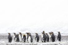 South Georgia -King Penguins 