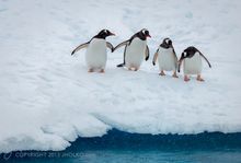Antarctica Gentoo Penguins 
