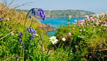 Guernsey's Clifftop Bluebells