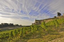 Bordeaux Vineyards
