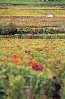 Burgundy Vineyards