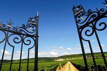 Burgundy Vineyards