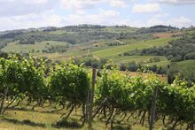 Tuscany Vineyards