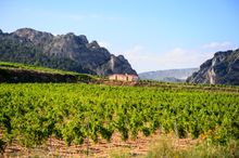 Rioja Vineyards