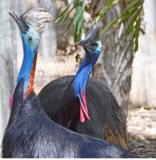 Casanova Cassowaries Hope meets bachelor Yarabah at Townsville's Billabong Sanctuary