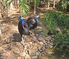 Cassowary chick, Hope, crosses the invisible divide to meet up with bachie Yarabah