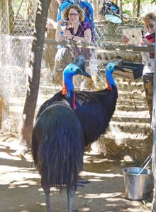 Loved up cassowaries, Hope and Yarabah strut their stuff to the visitors at Billabong Sanctuary in Townsville