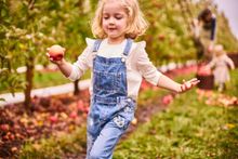 Adelaide Hills, Lenswood Apples