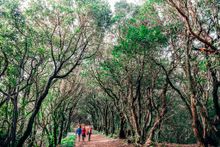 Tenerife Walking Festival