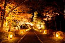 A riverside path in Kyoto illuminated by Arashiyama-Hanatouro. 