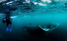 Ningaloo Discovery