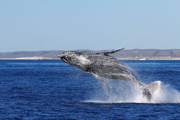 Humpback whale breach at Ningaloo Reef
