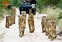 African Travel, Inc. is making it easier than ever for travelers to take a dream vacation to Africa and cross a safari off their