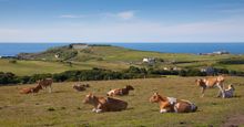 Alderney Countryside