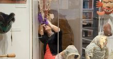 Anchorage Museum Director of Collections and Chief Conservator Monica Shah de-installs a display in the Alaska gallery as part o