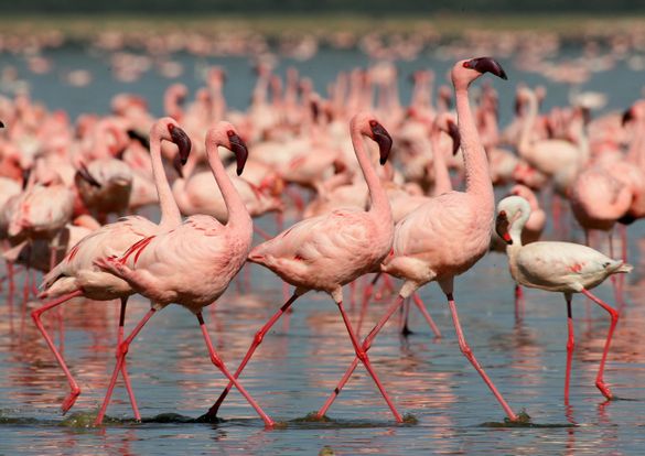 Bird life in Kenya