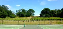 Vineyard view from behind the tennis court
