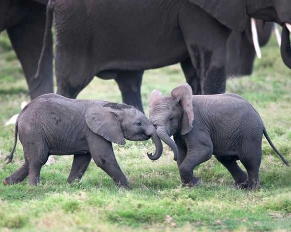 ‘World Elephant Day’ is a special reminder that even the world’s biggest creatures need defending.