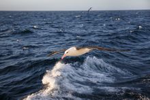 Albatross