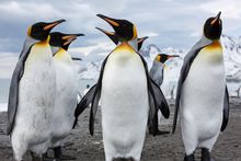 King Penguins, South Georgia