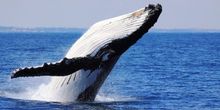 Perth's Whale Highway, the whales are coming!