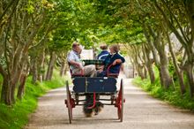 Sark, Horse and Carriage