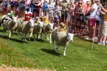 Sark, Sheep Racing
