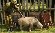 Orphan White Rhino Ringo and ranger at Ol Pejeta