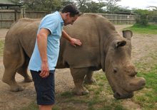 Sudan, the last male Northern White Rhino in the world, Ol Pejeta