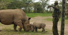 Ringo meets Sudan, Ol Pejeta Kenya