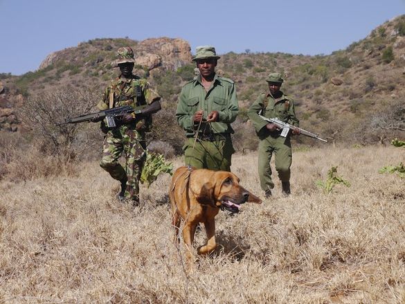 Dog Squad