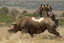 Checking on rhino before darting, Borana