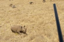 Darting from the air, Borana