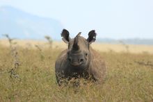 Rhino, Borana