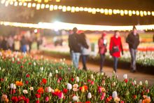 Floriade Nightfest