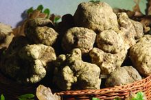 white truffle