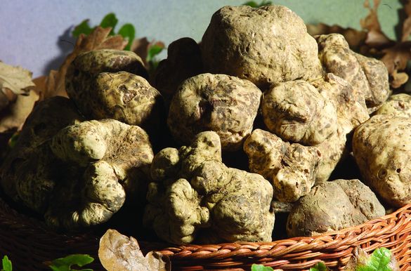 white truffle