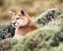 Puma tracking in Patagonia with Cascada Expediciones 