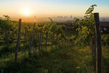 Vineyard in Vienna