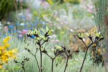 Black Kangaroo Paw, Kings Park