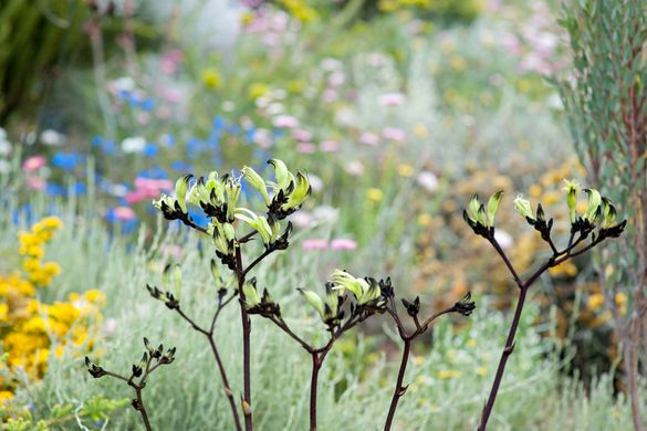 Black Kangaroo Paw, Kings Park