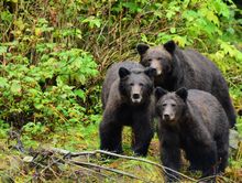 These individual bears are some of those directly protected by this trip. Photo by Greg Shea / Maple Leaf Adventures