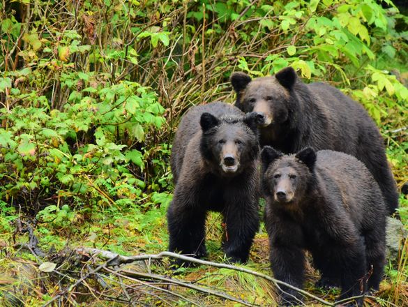 These individual bears are some of those directly protected by this trip. Photo by Greg Shea / Maple Leaf Adventures