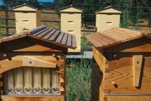 Flow Hives in front with traditional Langstroth hives in background at Jordan Winery.