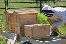 Beekeeper Mike Turner of Marin Coastal Bees examines Flow Hives at Jordan Winery.