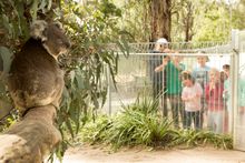Give your little one a traditional Aussie bush experience at Tidbinbilla Nature Reserve